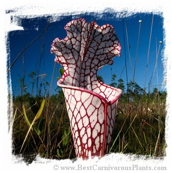 Sarracenia leucophylla {mix of different forms} (20 seeds) *BCP Import* *Bonus Eligible*