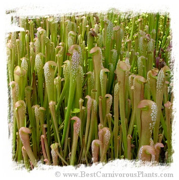Sarracenia minor (20 seeds)