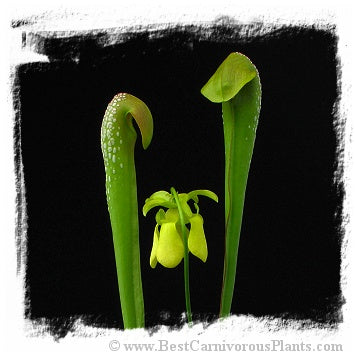 Sarracenia minor var. okefenokeensis {Ware Co., Georgia, USA} (15 seeds) *BCP Import* *Bonus Eligible*