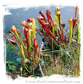 Sarracenia minor var. okefenokeensis {Ware Co., Georgia, USA} (15 seeds)