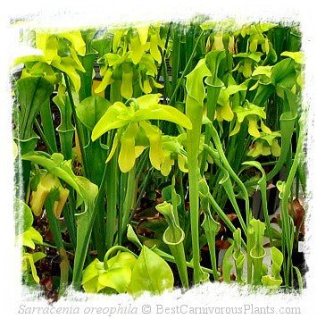 Sarracenia oreophila {De Kalb Co., Alabama, USA} (50 seeds)