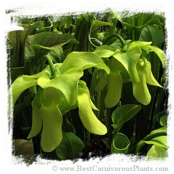 Sarracenia oreophila {Boaz Pond, Marshall Co., Alabama, USA} (20 seeds)