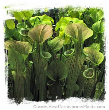 Sarracenia oreophila {large form, long lasting pitchers, Georgia, USA} (20 seeds)