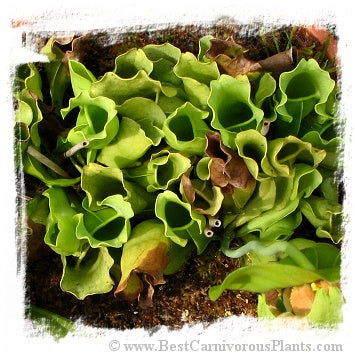 Sarracenia purpurea subsp. purpurea f. heterophylla (30 seeds)