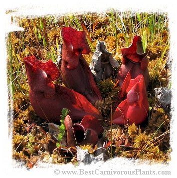 Sarracenia purpurea {Pine Barrens, Burlington Co., New Jersey, USA} (25 seeds) *BCP Import* *Bonus Eligible*