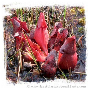 Sarracenia purpurea {Pine Barrens, Burlington Co., New Jersey, USA} (20 seeds)