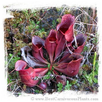 Sarracenia purpurea {Pine Barrens, Ocean Co., New Jersey, USA} (25 seeds)