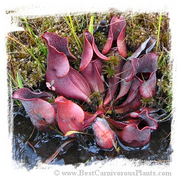 Sarracenia purpurea {Pine Barrens, Burlington Co., New Jersey, USA} (25 seeds)