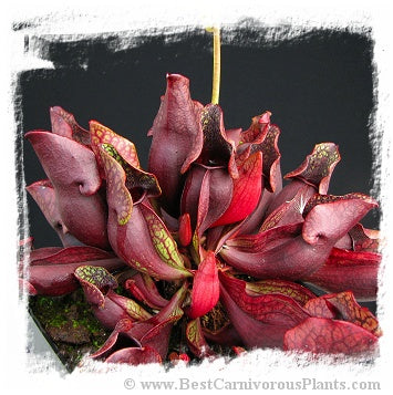 Sarracenia purpurea subsp. purpurea {Spruce Bog, Algonquin Park, Ontario, Canada} (10 seeds)