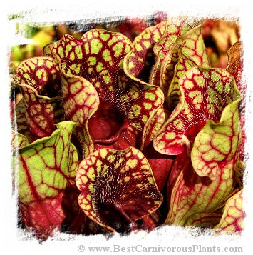 Sarracenia purpurea subsp. venosa var. montana (20 seeds)