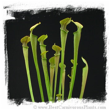Sarracenia rubra ssp. jonesii {mix of forms} (25 seeds)