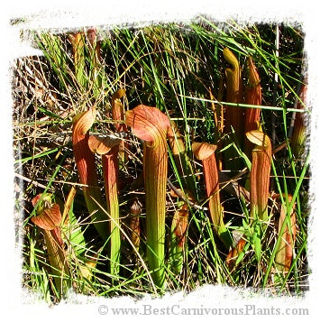 Sarracenia rubra subsp. rubra {Brunswick Co., North Carolina, USA} / 1+ plant, size 8-15 cm