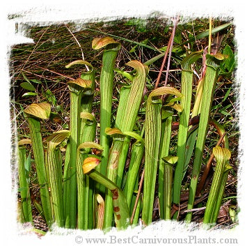 Sarracenia rubra subsp. rubra {Brunswick Co., North Carolina, USA} / 1+ plant, size 8-15 cm *BCP Import*