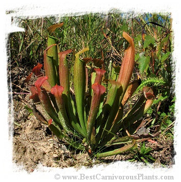 Sarracenia rubra subsp. wherryi {mix of different forms} (20 seeds)
