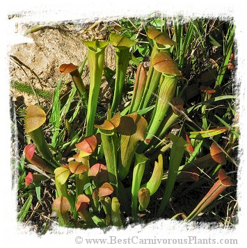 Sarracenia rubra subsp. wherryi {mix of different forms} (20 seeds) *BCP Import* *Bonus Eligible*
