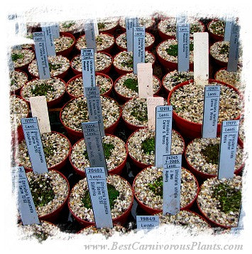 Utricularia {mix of species} (30 seeds)