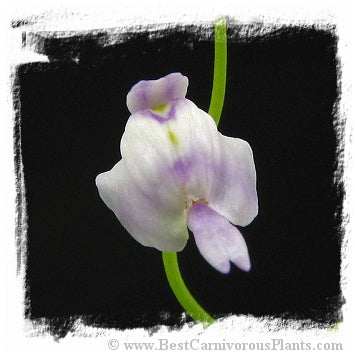 Utricularia aff. livida {Marojey, Madagascar} *BCP Import*
