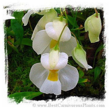 Utricularia alpina *BCP Import* *Bonus Eligible*