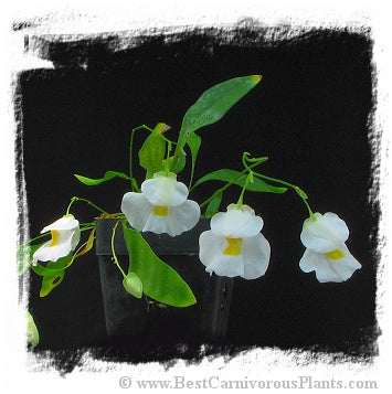 Utricularia alpina (20 seeds)