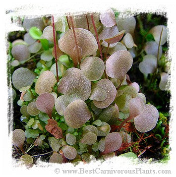Utricularia amethystina {compact clump, smaller leafs }