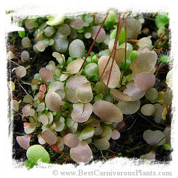 Utricularia amethystina {compact clump, smaller leafs } *BCP Import*
