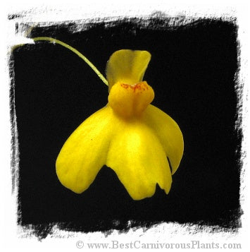 Utricularia aureomaculata {= Utricularia spec. Aparaman Tepui}