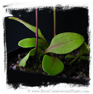 Utricularia calycifida {Giant, Gran Sabana} *BCP Import*