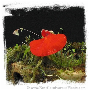 Utricularia campbelliana {Wei Tepui} *BCP Import*