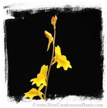 Utricularia chrysantha {Little Mertens Falls, Kimberley, WA} *BCP Import*