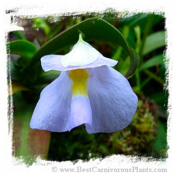 Utricularia endresii *BCP Import*