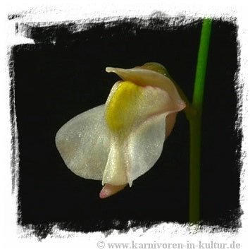 Utricularia hispida {white flower, summit Mt. Roraima}