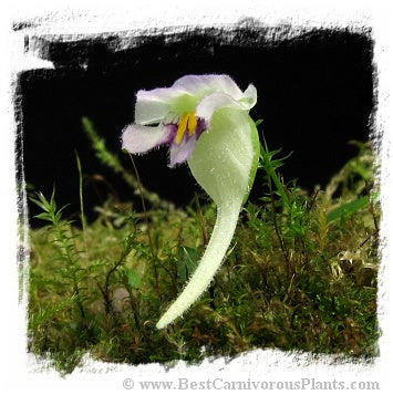 Utricularia jamesoniana {Canon del Diablo, Auyan Tepui, Venezuela, 1500m a.s.l.} *BCP Import*