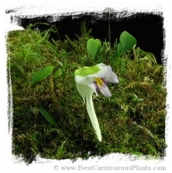 Utricularia alpina {summit trail, Akopan Tepui, Venezuela}