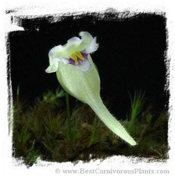 Utricularia jamesoniana {Canon del Diablo, Auyan Tepui, Venezuela, 1500m a.s.l.} *BCP Import*