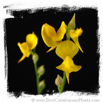 Utricularia cornuta {or U. juncea, Suwannee Canal, Okefenokee Swamp, Georgia, USA} (30 seeds)