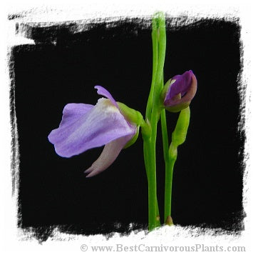 Utricularia lateriflora {Rainbow Beach, Queensland, AU}