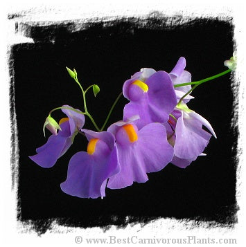 Utricularia longifolia *BCP Import*
