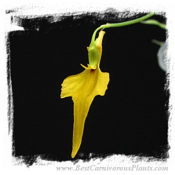 Utricularia mannii {Mount Cameroon, Cameroon, Africa, 2000 m} / clump or tubers