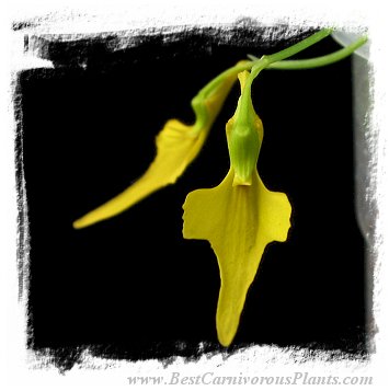 Utricularia mannii {Mount Cameroon, Cameroon, Africa, 2000 m} / clump or tubers *BCP Import*