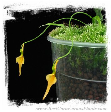 Utricularia mannii {Mount Cameroon, Cameroon, Africa, 2000 m} / clump or tubers *BCP Import*