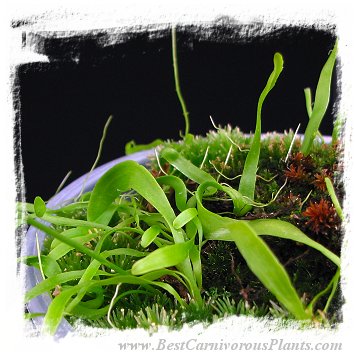 Utricularia mannii {Mount Cameroon, Cameroon, Africa, 2000 m} / clump or tubers *BCP Import*
