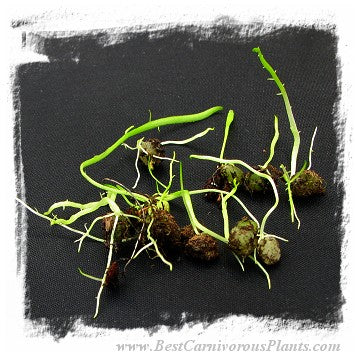 Utricularia mannii {Mount Cameroon, Cameroon, Africa, 2000 m} / clump or tubers *BCP Import*