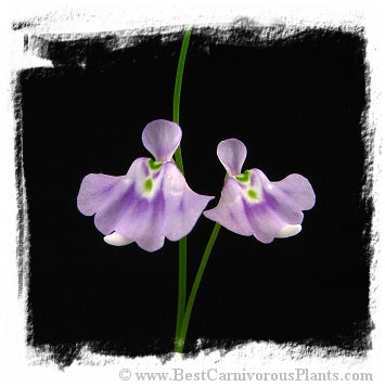 Utricularia microcalyx