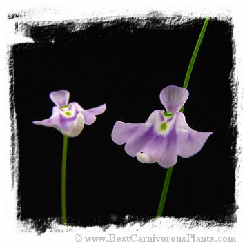 Utricularia microcalyx *BCP Import*