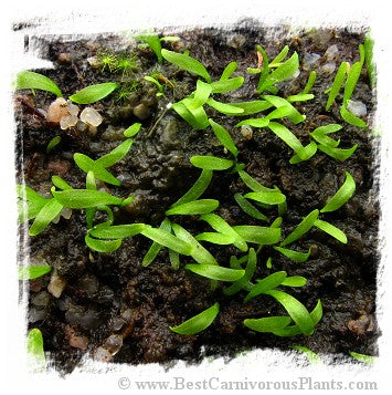 Utricularia nana {clone I, green leafs}