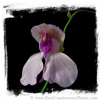 Utricularia nelumbifolia *BCP Import*