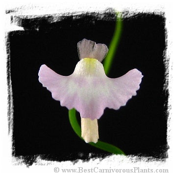 Utricularia rostrata {Chapada Diamantina, Brazil} (15 seeds)