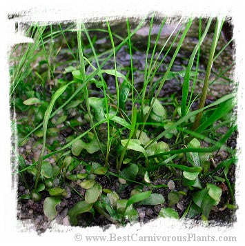 Utricularia praelonga *BCP Import*