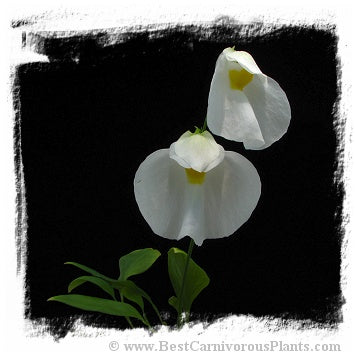 Utricularia praetermissa *BCP Import*