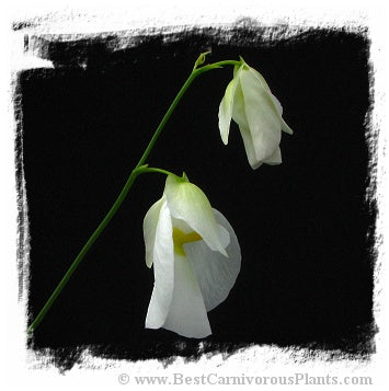 Utricularia praetermissa *BCP Import*